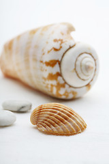 Image showing Close-up of seashell arrangement.