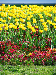 Image showing Yellow Spring Tulips