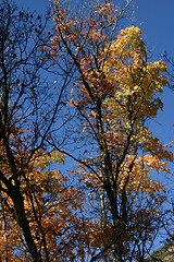 Image showing Trees with Blue Sky