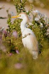 Image showing Cattle egret in breeding plumage