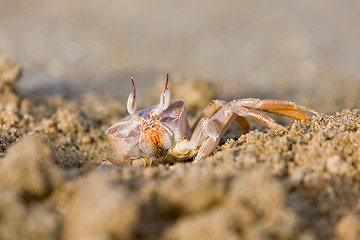 Image showing Ghost crab