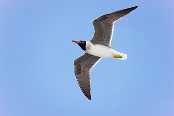 Image showing Black-headed gull in flight