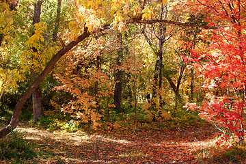 Image showing Fall and the Beautiful