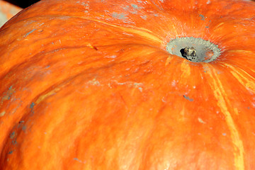 Image showing Up Close - Pumpkin