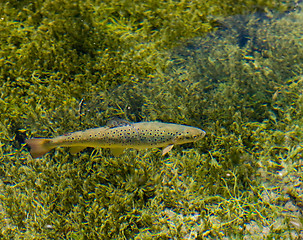 Image showing Rainbow trout