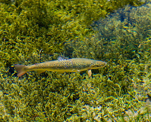 Image showing Rainbow trout