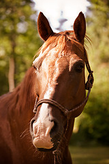 Image showing Brown horse