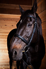 Image showing Black horse