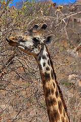 Image showing Giraffe eating bush