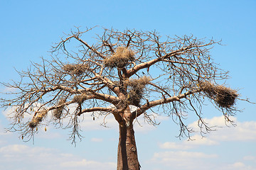 Image showing Baobab crown with big nests