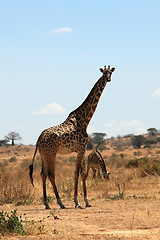 Image showing Giraffe in plain savanna