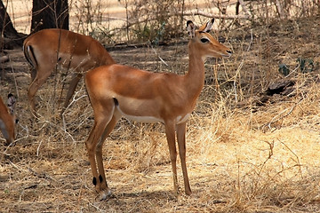 Image showing female antelope 