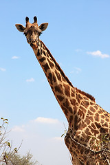Image showing Giraffe on sky