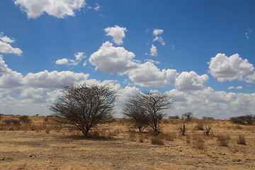 Image showing African landscape. Two bushes in savanna