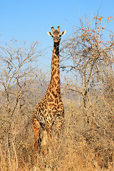 Image showing Giraffe in bush