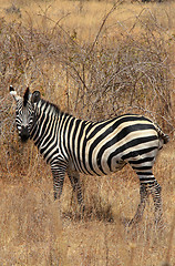 Image showing Zebra in bush