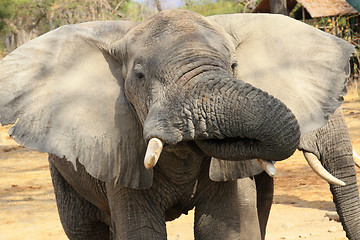 Image showing Elephant drinking
