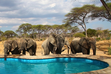 Image showing Elefants around swimming pool