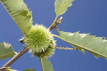 Image showing chestnut