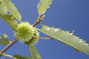 Image showing chestnut