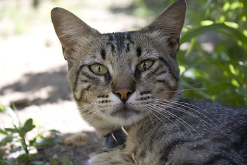 Image showing cat