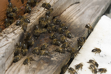 Image showing bees