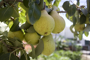 Image showing pear