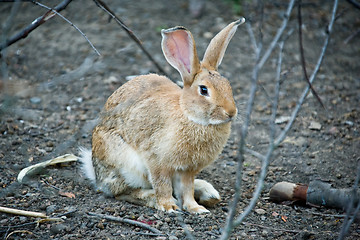 Image showing rabbit