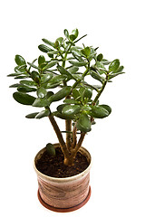 Image showing Crassula arborescens