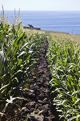 Image showing Stone wall in corn field 