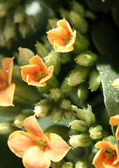 Image showing Beautiful wild flower.