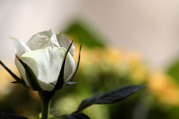 Image showing White rose