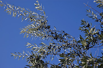 Image showing Bunch of olives