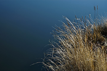 Image showing Cattail grass