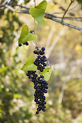 Image showing Smilax berries