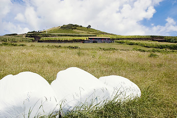 Image showing Hay bales in Azores