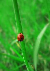 Image showing Ladybird