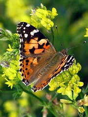 Image showing butterfly