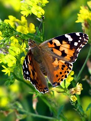 Image showing butterfly