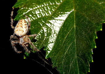 Image showing Spider plaiting a web