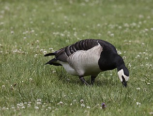 Image showing Barnacle Goose.