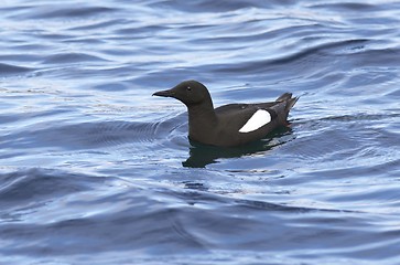 Image showing Black Guillemot