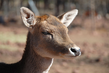 Image showing Deer