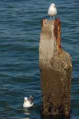 Image showing Seagulls & piling