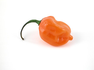 Image showing Habanero