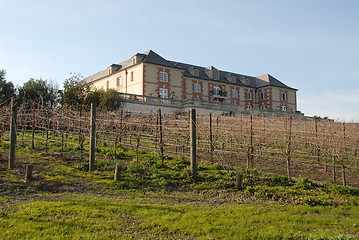 Image showing Vineyard