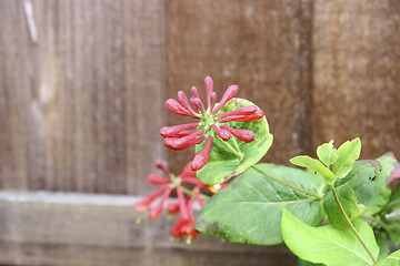 Image showing honeysuckle