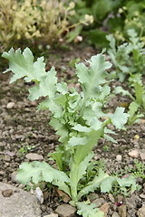 Image showing young poppy plant