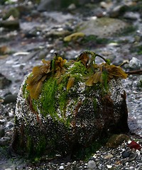 Image showing Seaweed on a rock