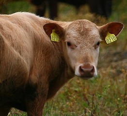 Image showing Cow